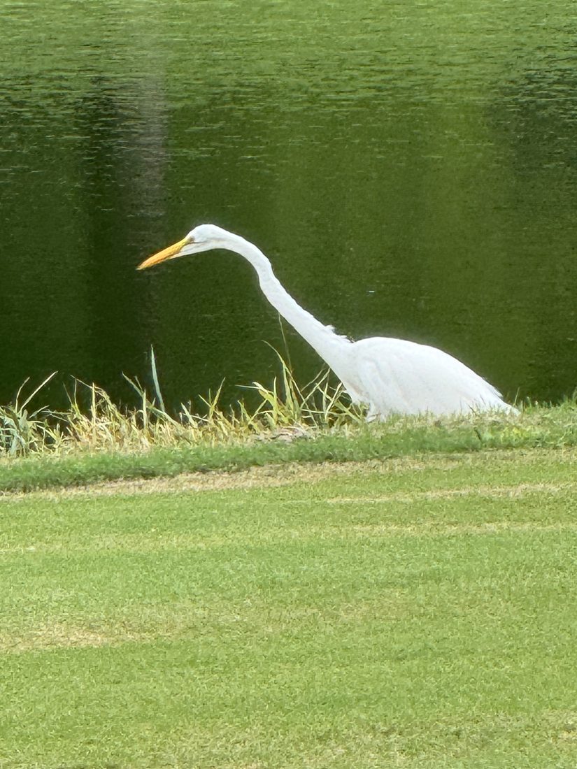 White egret standing at the grassy edge of a stormwater pond